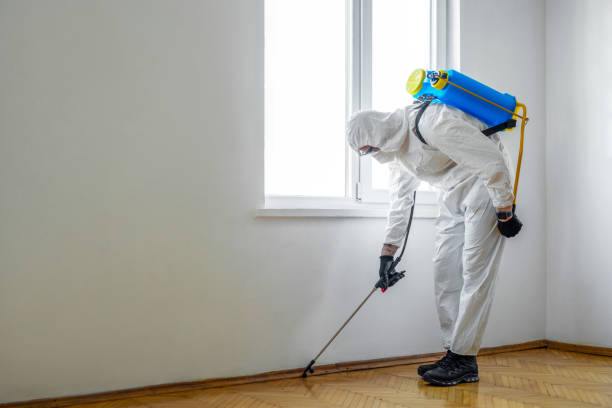 Best Local Pest Control Services  in Angleton, TX