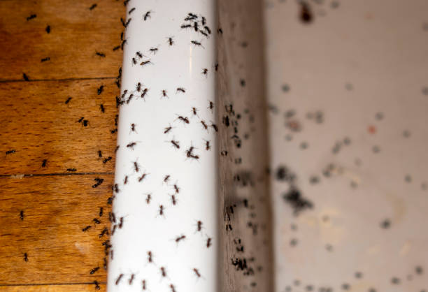 Best Wasp Removal Services  in Angleton, TX